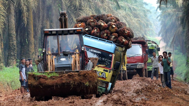 Sejumlah truk pengangkut kelapa sawit mengantre untuk melewati jalan rusak di Mesuji Raya, OKI, Sumatera Selatan, Rabu (11/1)./Ant