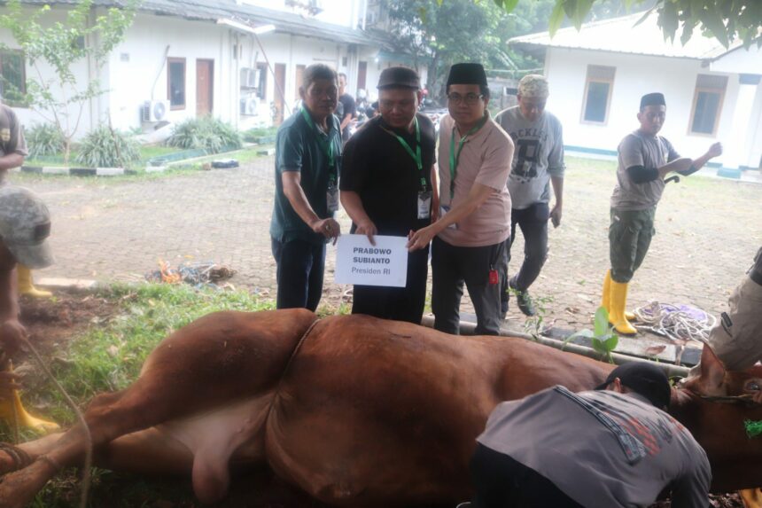 Penyembelehan hewan kuban Idul Adha 1446 Hijriah/2025 di Graha Insan Cita (GIC) Depok Jawa Barat pada Senin, 10 Juni 2025./KAHMI.dok