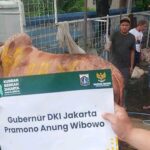 Sapi kurban berbobot 1 Ton sumbangan dari Gubernur DKI Jakarta Pramono Anung ke Yayasan Haji Lulung di ‘Posko Haji Lulung’, Jln Fachrudin, Tanah Abang, Jakarta Pusat, Jumat (6/6/2025)./Ist
