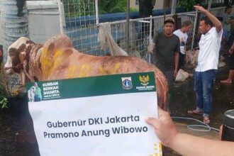 Sapi kurban berbobot 1 Ton sumbangan dari Gubernur DKI Jakarta Pramono Anung ke Yayasan Haji Lulung di ‘Posko Haji Lulung’, Jln Fachrudin, Tanah Abang, Jakarta Pusat, Jumat (6/6/2025)./Ist