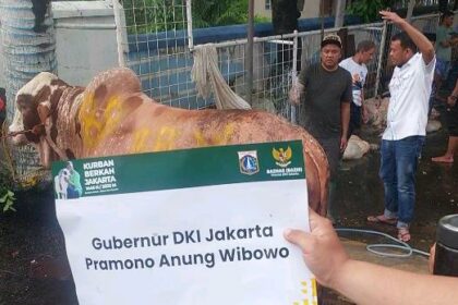 Sapi kurban berbobot 1 Ton sumbangan dari Gubernur DKI Jakarta Pramono Anung ke Yayasan Haji Lulung di ‘Posko Haji Lulung’, Jln Fachrudin, Tanah Abang, Jakarta Pusat, Jumat (6/6/2025)./Ist