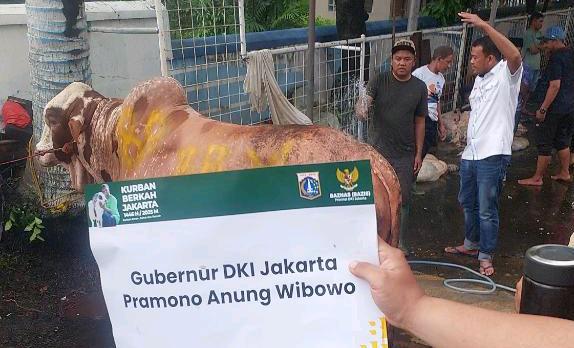 Sapi kurban berbobot 1 Ton sumbangan dari Gubernur DKI Jakarta Pramono Anung ke Yayasan Haji Lulung di ‘Posko Haji Lulung’, Jln Fachrudin, Tanah Abang, Jakarta Pusat, Jumat (6/6/2025)./Ist